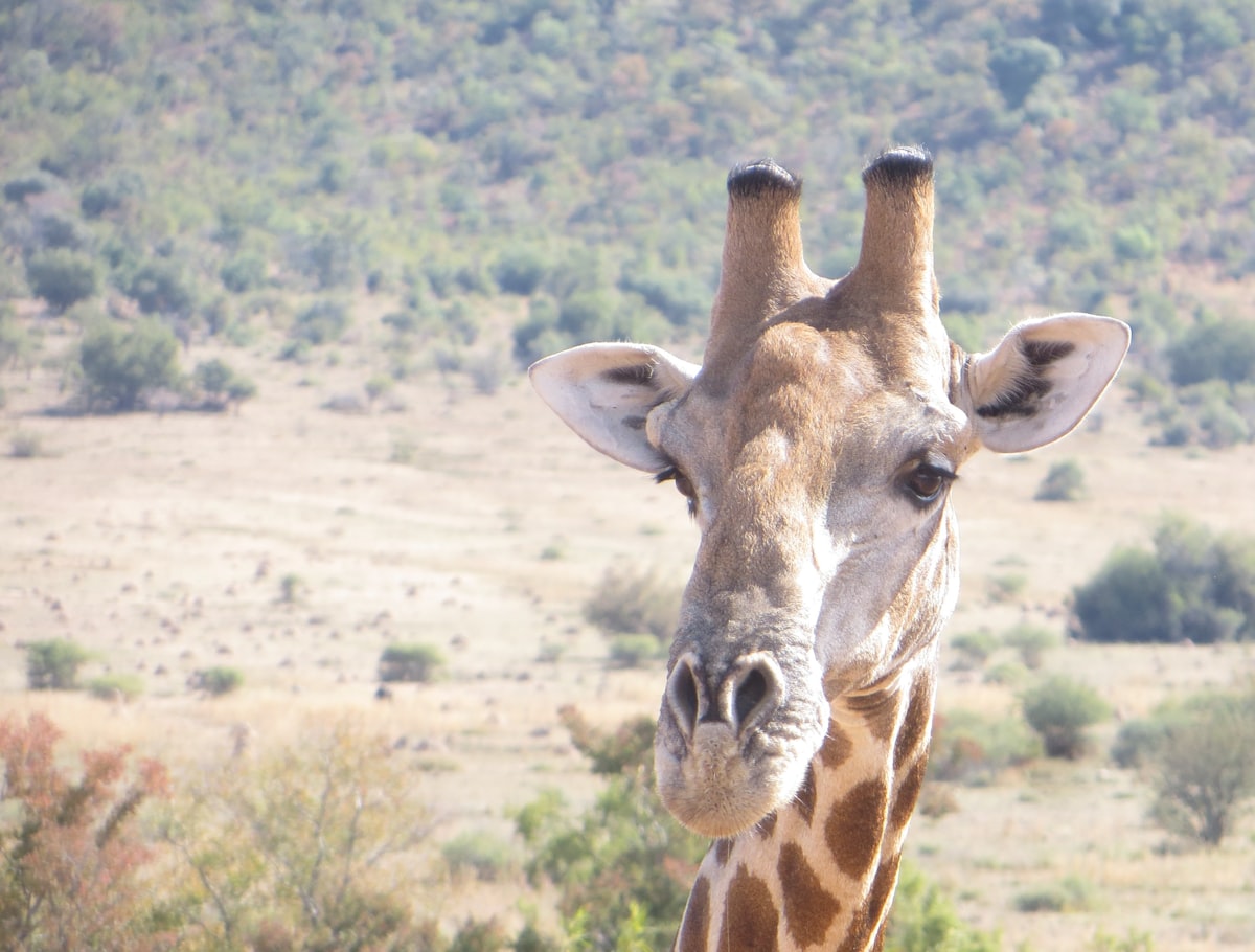 giraffe eating grass during daytime