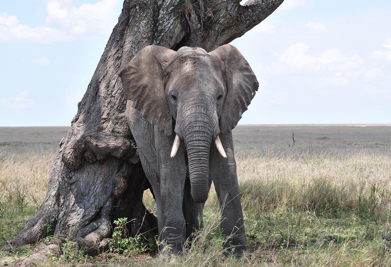 elephant, serengeti, africa, tanzania, national park, african bush elephant, elephant, elephant, elephant, elephant, elephant, serengeti