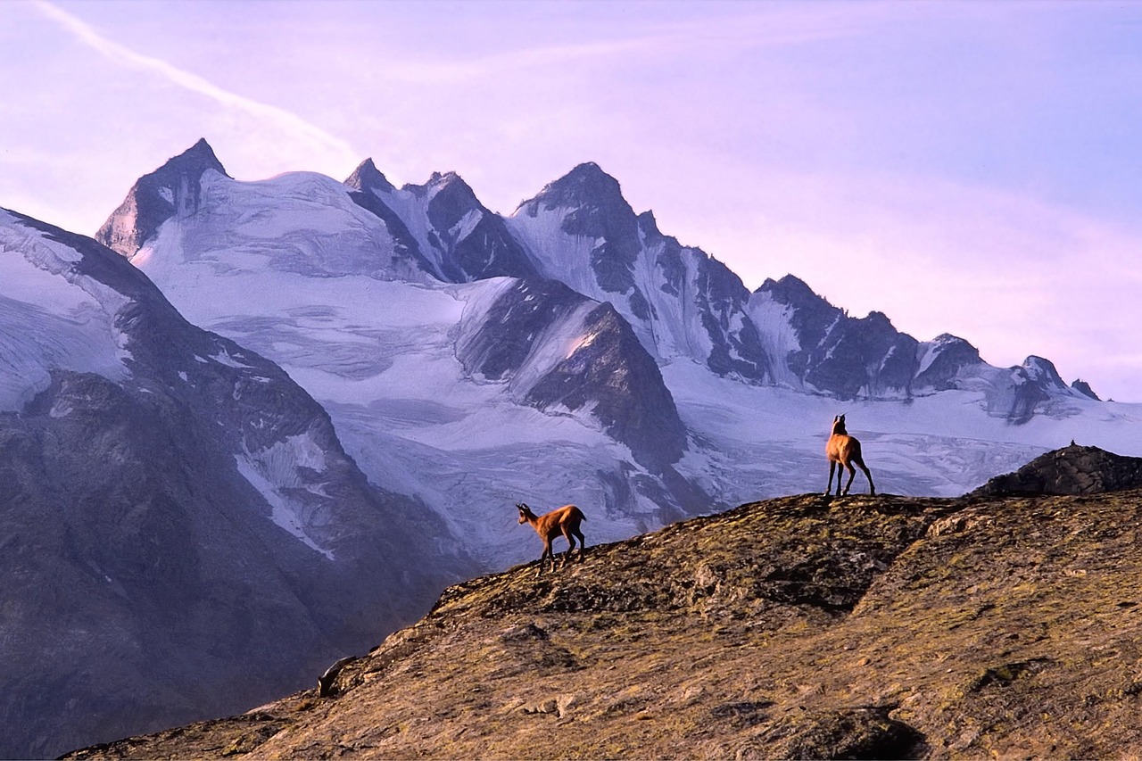 mountain, chamois, alps, italy, valle d'aosta, gran paradiso, national park, nature, glaciers, altitude, trekking, high peaks, scenic, dawn, panorama, pink