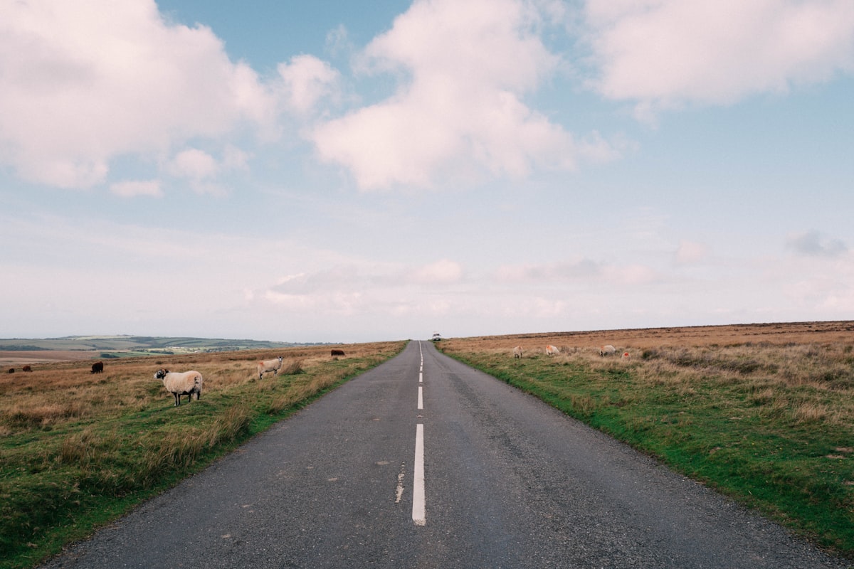 a road with sheep on it