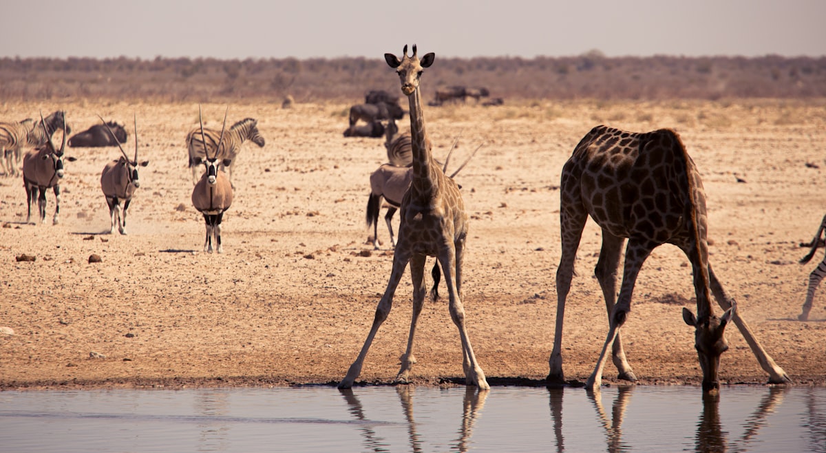 a herd of giraffe standing next to a body of water