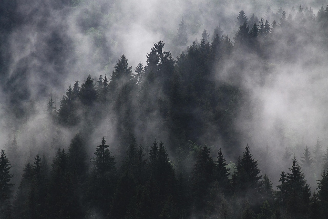 fir trees, fog, forest, conifers, coniferous, conifer forest, woods, woodlands, evergreen, foggy, hazy, mist, murky, nature, pine trees, trees, forest, forest, forest, forest, forest, foggy, mist, mist, pine trees, trees