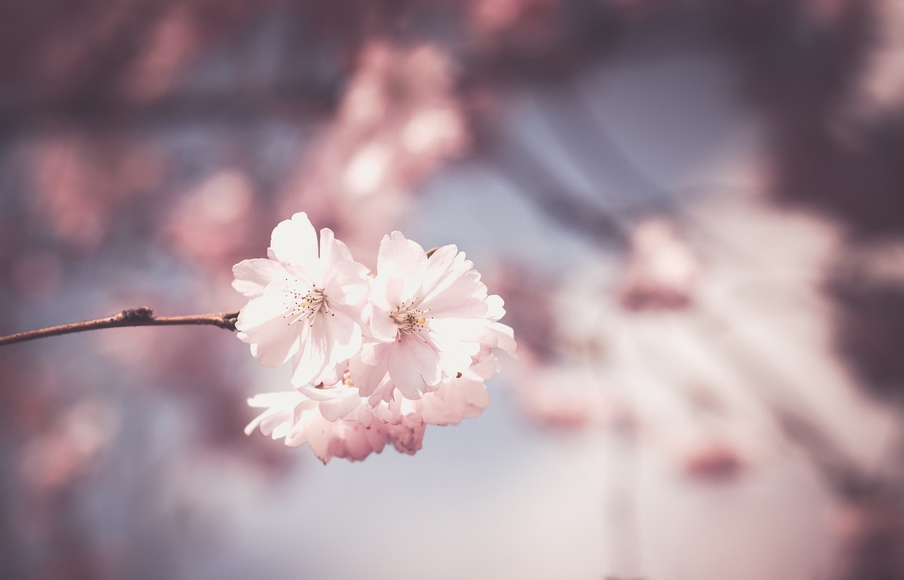 cherry blossom, beautiful flowers, hd wallpaper, flowers, cool backgrounds, mac wallpaper, laptop wallpaper, branch, twig, tree, pink flowers, 4k wallpaper 1920x1080, flower wallpaper, windows wallpaper, desktop backgrounds, full hd wallpaper, bloom, floral background, blossom, spring, botanical, 4k wallpaper, beautiful wallpaper, garden, free background, flower background, wallpaper 4k, nature, nature wallpaper, wallpaper hd, free wallpaper, background