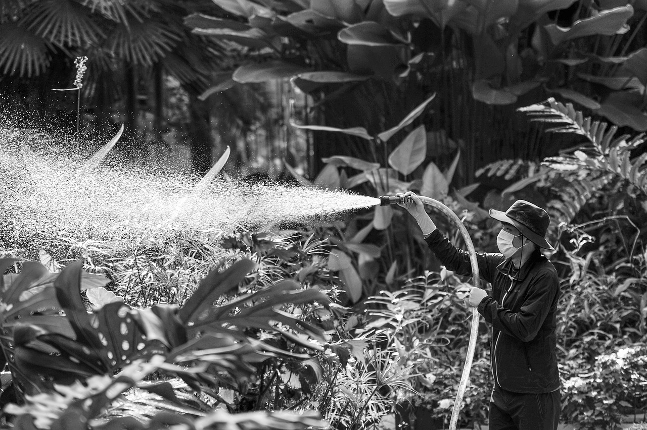 spray, sprayer, water, watering, plant, nature, botanical garden, worker, gray-scale, black and white photo, man, working