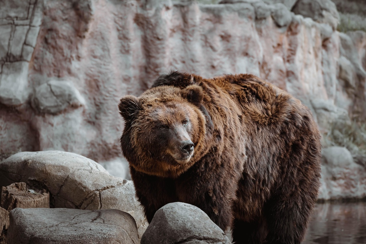 animal, nature, bear, wildlife, species, fauna, mammal, wild, zoo