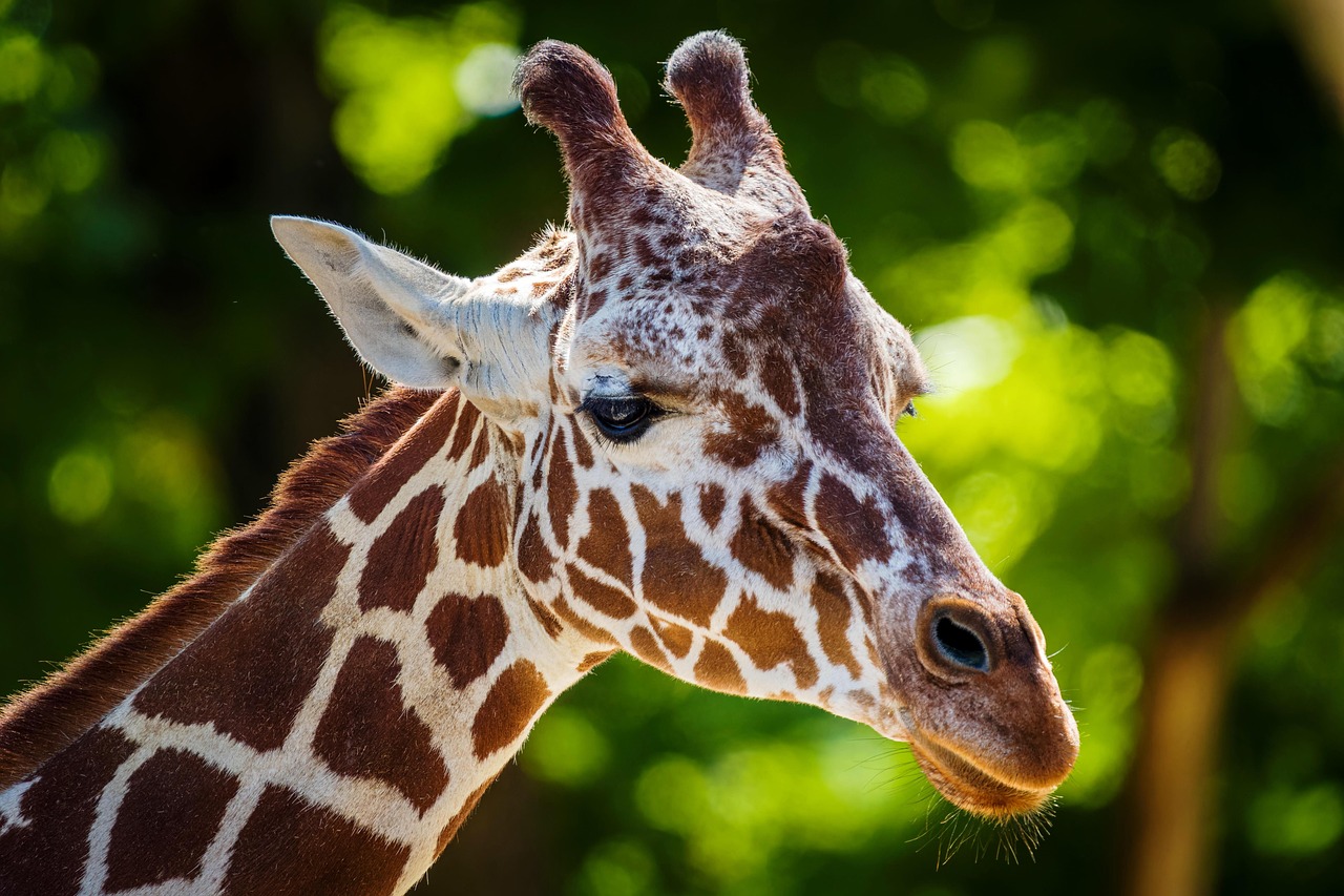 giraffe, mammal, animal, wild animal, wildlife, head, nature, closeup, safari, portrait, giraffe, giraffe, giraffe, giraffe, giraffe