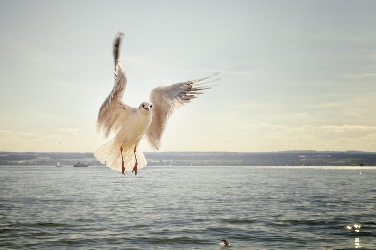 gull, bird, flying, nature, flight, plumage, seagull, seabird, animal, wildlife, lake, lake constance