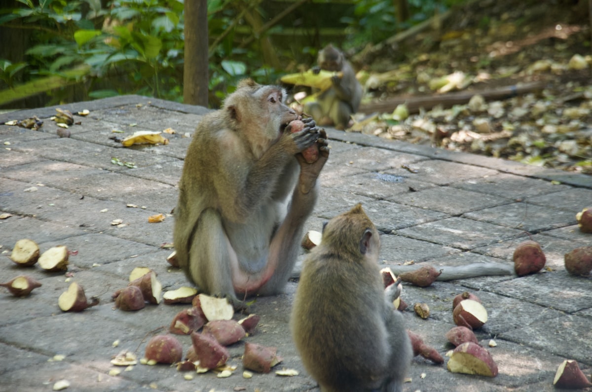 A couple of monkeys sitting on top of a stone floor