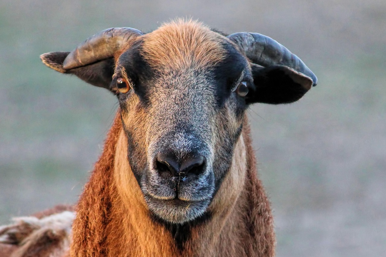 sheep, mutton, nature, animal, cameroon sheep, farm animal, mammal