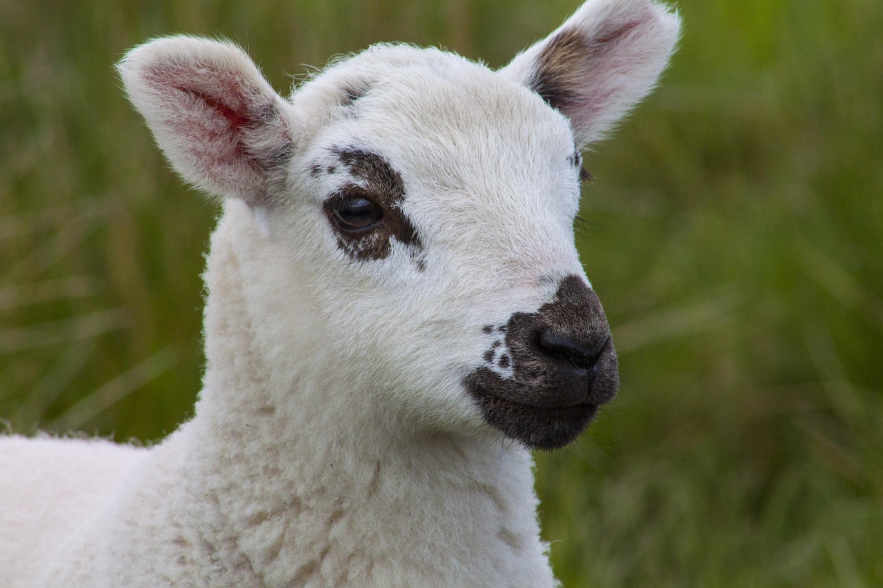 lamb, farm, cute, sheep, lamb, lamb, lamb, lamb, lamb, sheep