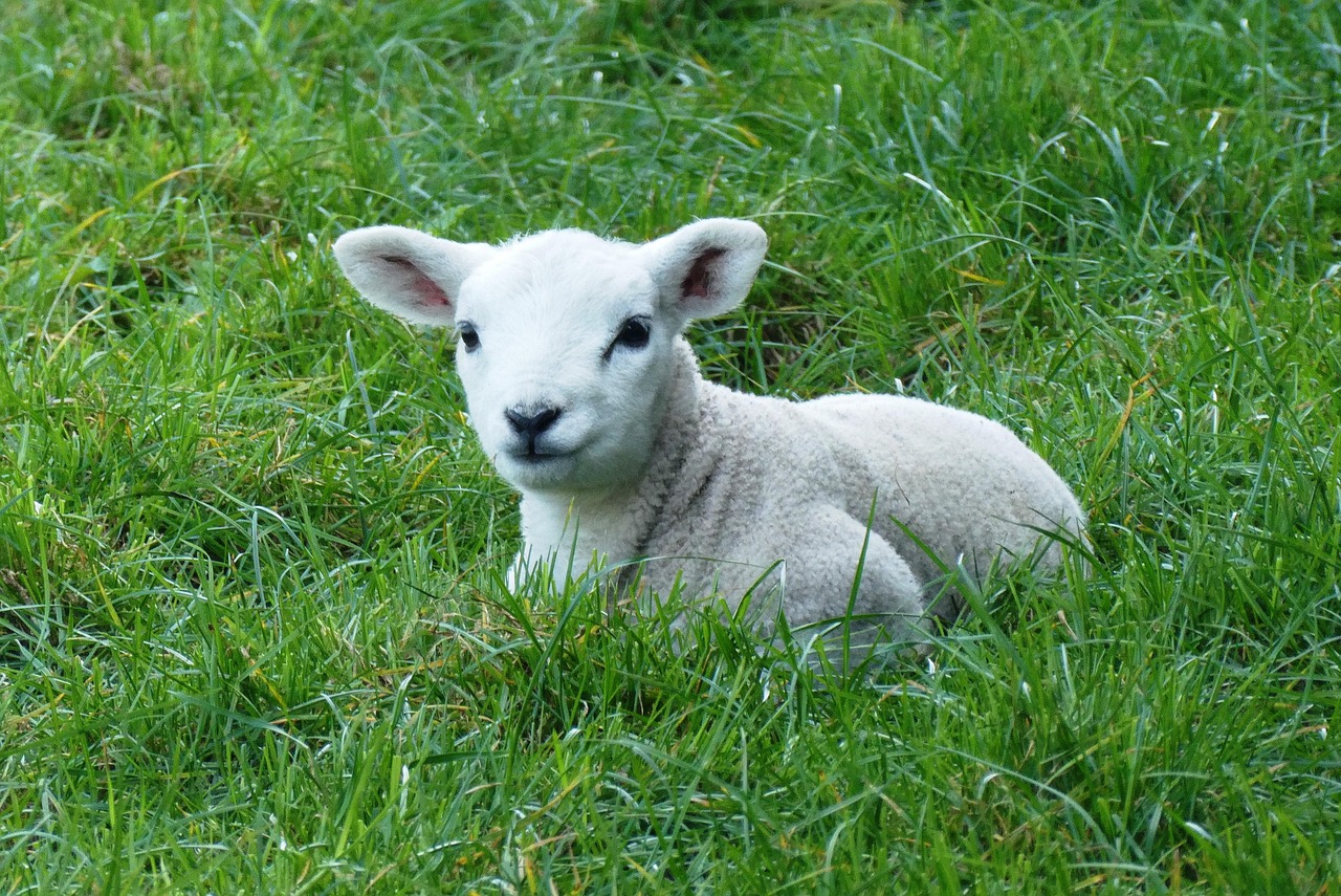 lamb, spring, pasture, nature, outdoor life, animals, sweet, farm animal, frolic, mammals, sheep, farm, netherlands, lamb, lamb, lamb, lamb, lamb