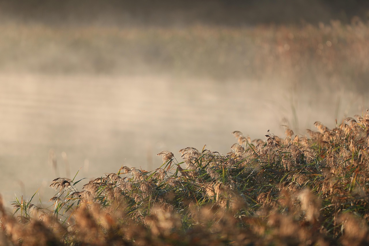 fog, lake, reeds, sunrise, autumn, nature, landscape