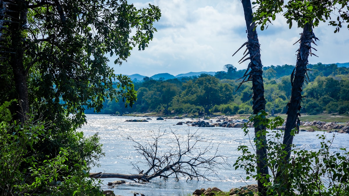 a body of water surrounded by trees and rocks
