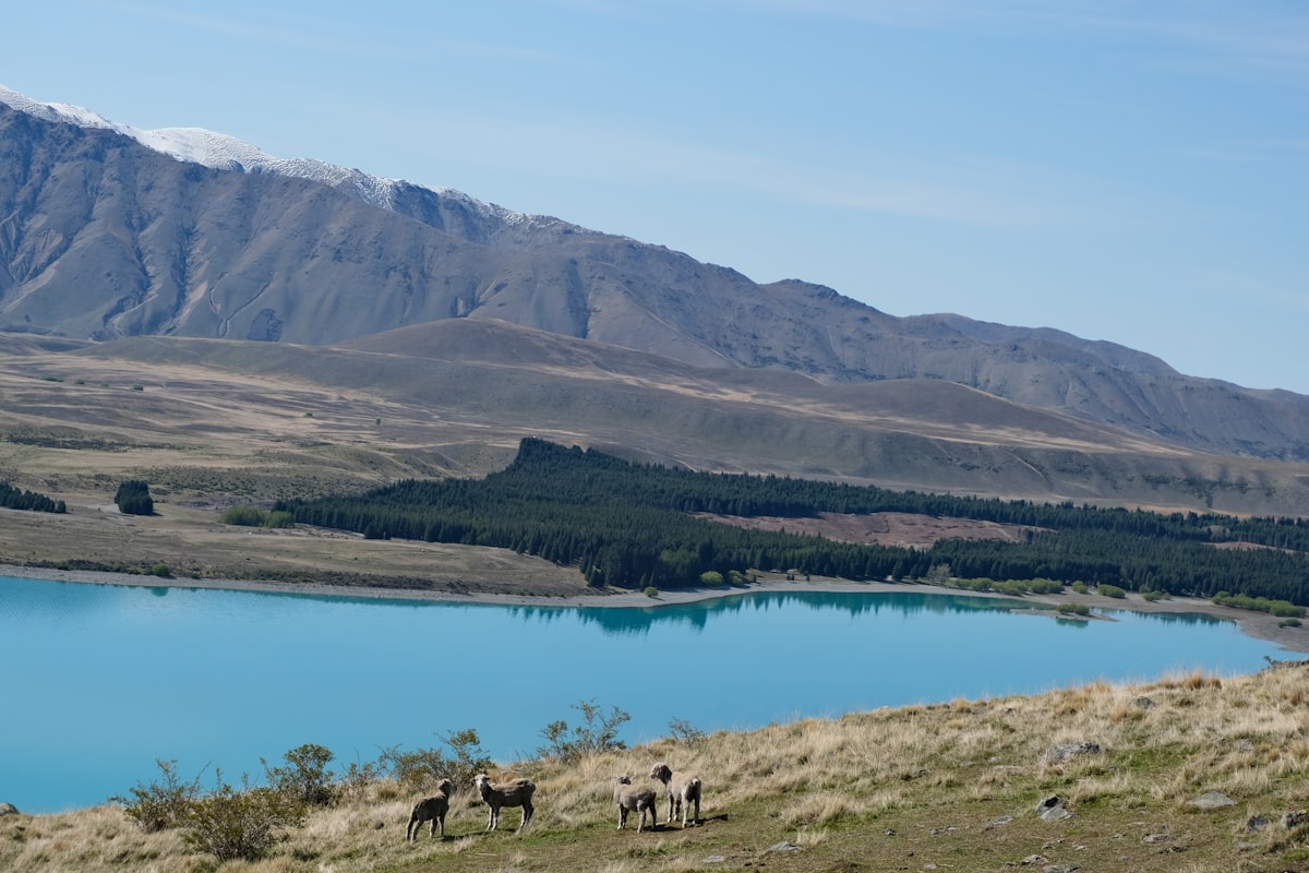 a group of horses standing on top of a grass covered hillside