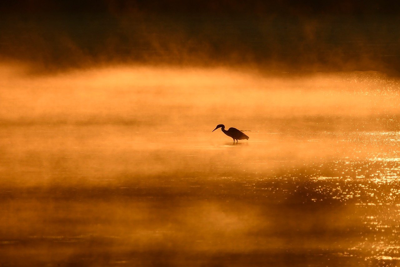 sunrise, lake, heron, nature, bird
