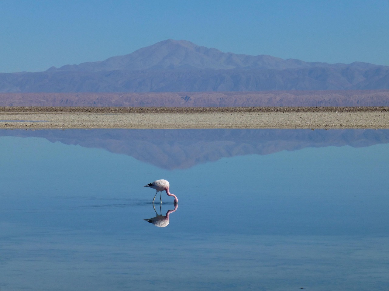 flamingo, bird, lake, desert, nature, mountain, water