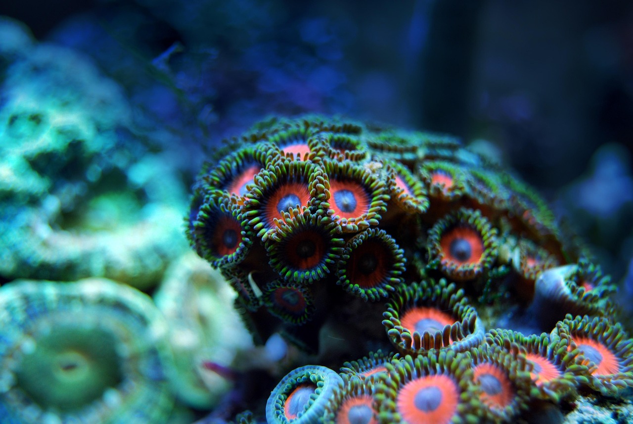 coral, reef, sea, underwater, water, marine, tropical, ocean, animal, exotic, nature, life, blue, aquarium, aquatic, red