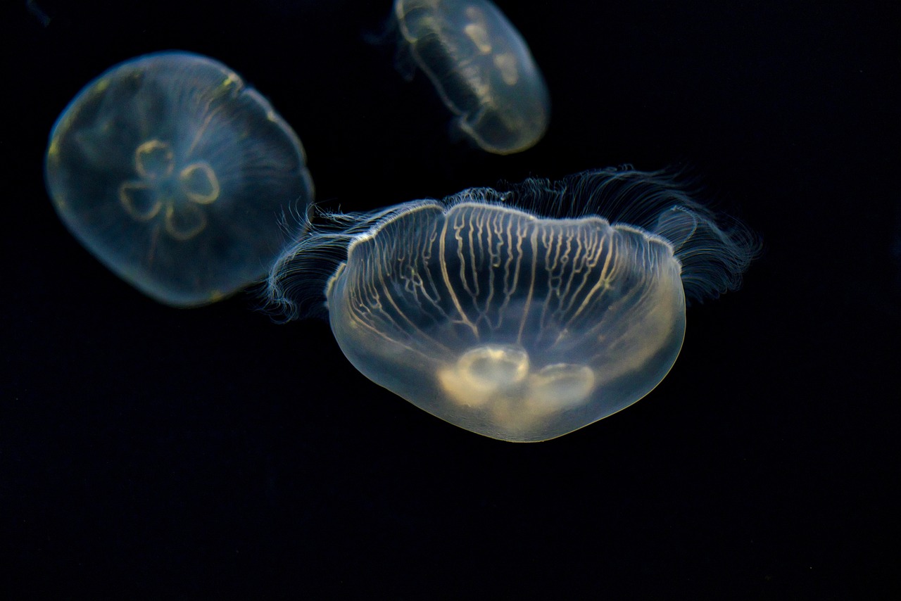 jellyfish, sea jellies, animals, nature, sea life, marine life, ocean life, aquatic life, aquarium, tentacles, osaka, japan