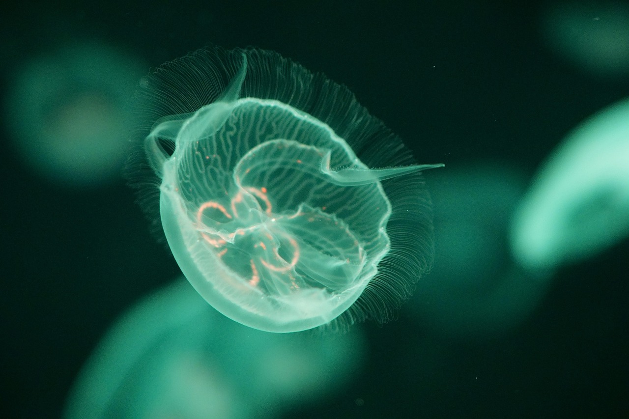 jellyfish, underwater, sea, aquarium, marine, animal, ocean, nature, creature, transparent, water, blue, aquatic, dark, jellies, glow, fish, deep, translucent, jellyfish, jellyfish, jellyfish, jellyfish, jellyfish, fish, fish, fish