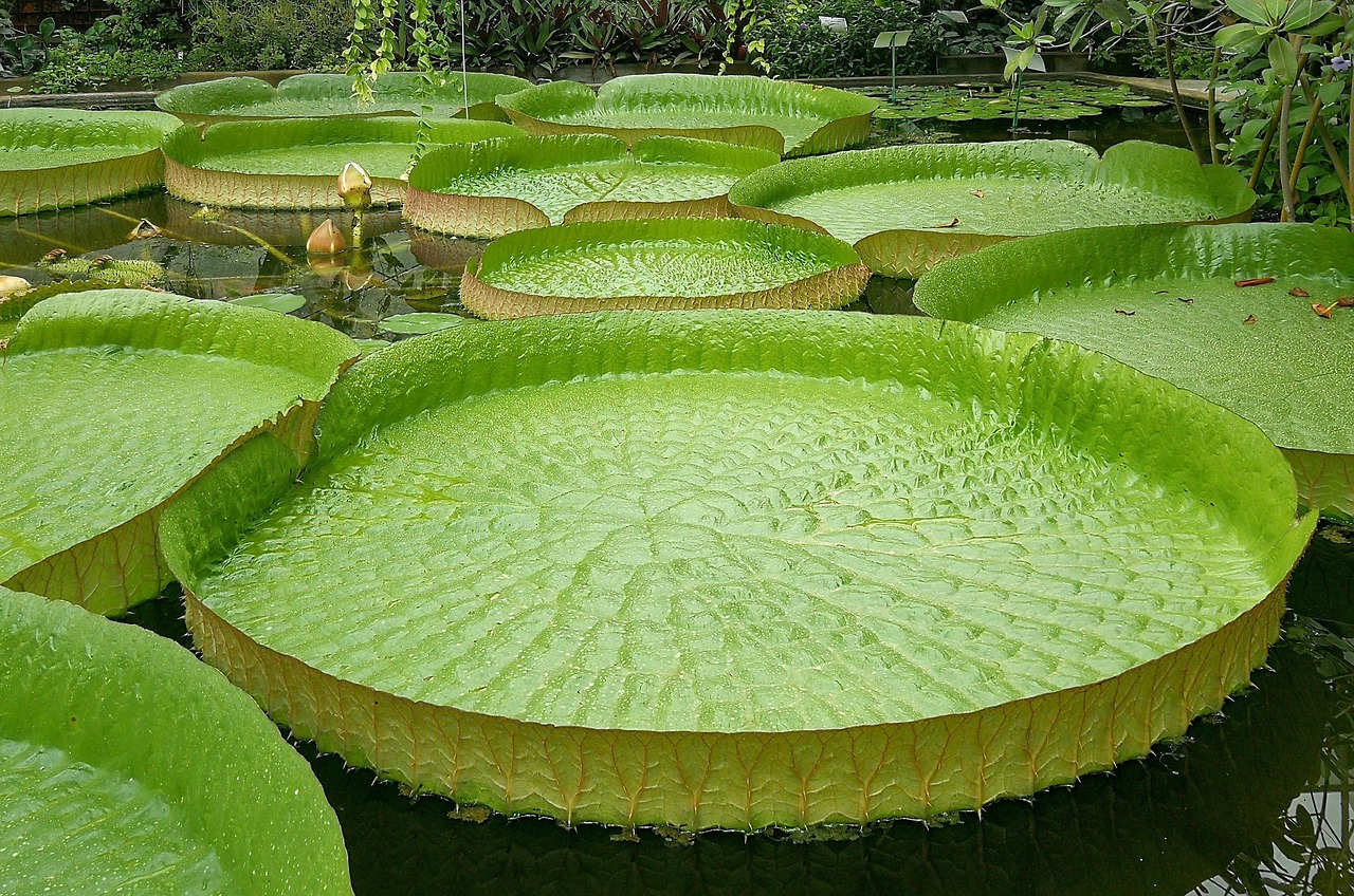 giant water lily, santa-cruz, victoria cruziana, gruson-greenhouses house, magdeburg, floating leaves, tropics, nature, flower, lake rosengewächs, water, santa cruz giant water lily, aquatic plants, leaves, bud, water lily, pond, victoria cruziana, victoria cruziana, magdeburg, magdeburg, magdeburg, magdeburg, magdeburg