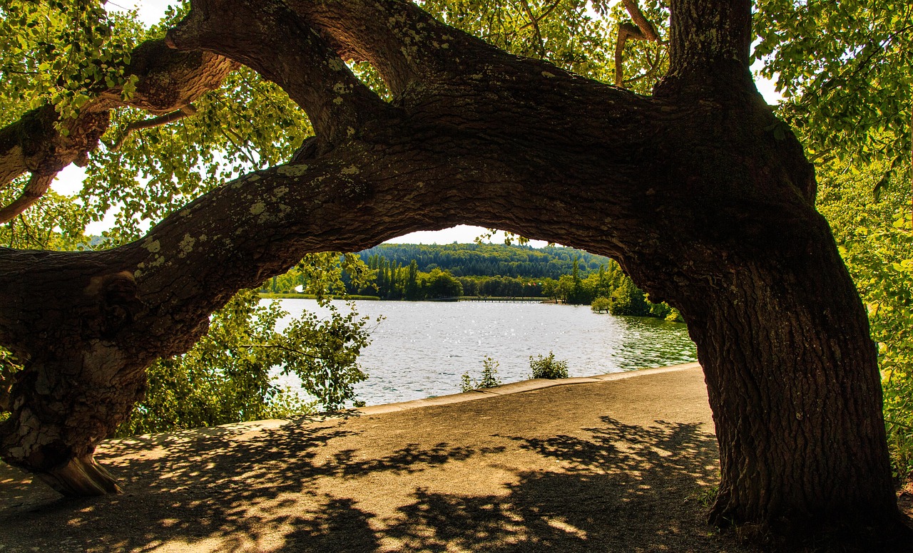 mainau island, tree stump, lake view, lake constance, beach view, relaxation, blue