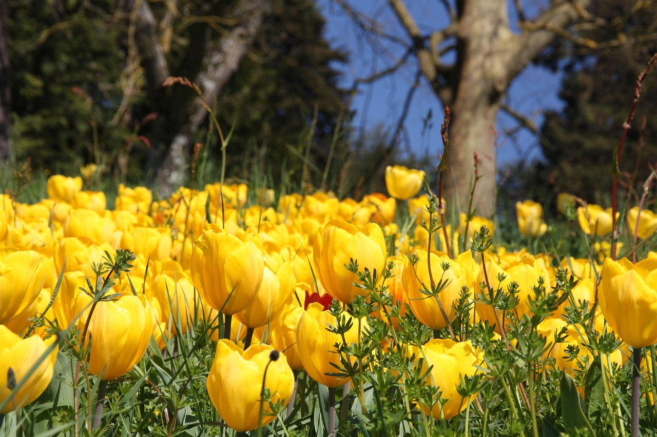 spring, blossom, bloom, tulips, flower, petals, botany, yellow, flower wallpaper, season, flora, flower background, island, beautiful flowers, mainau, lake constance, garden, sea of flowers, plant, nature