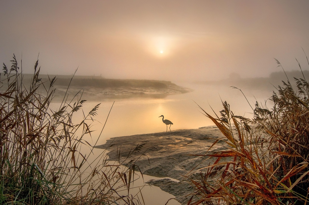 heron, egret, landscape, feathers, nature, wings, flight, bird, animal, sunrise, foggy, misty, river, water, reflections, reeds, sky, cloud, low tide, silhouette, shadow, without people, nature photography, riverbank, river, river, river, river, river