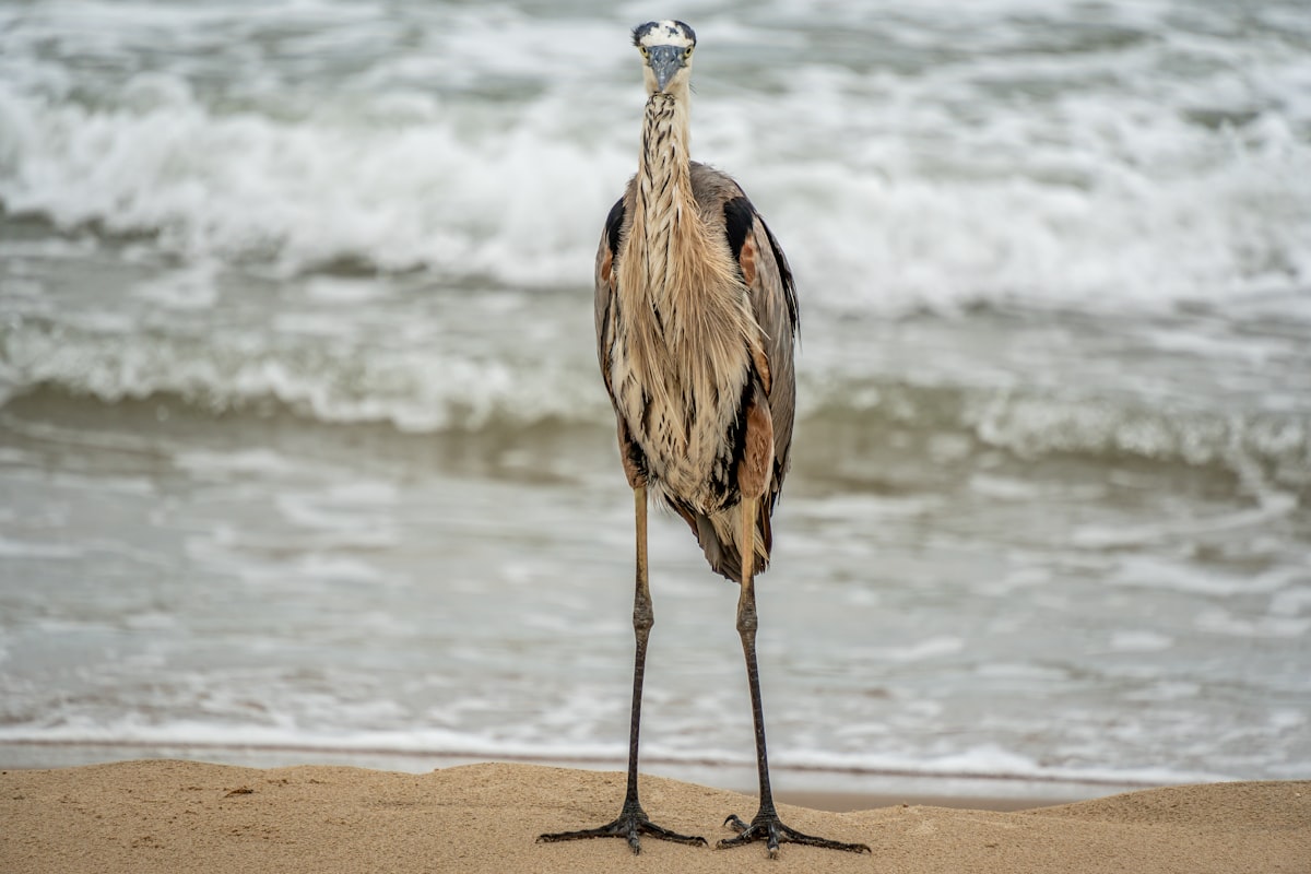 A heron stands on the beach, facing forward.