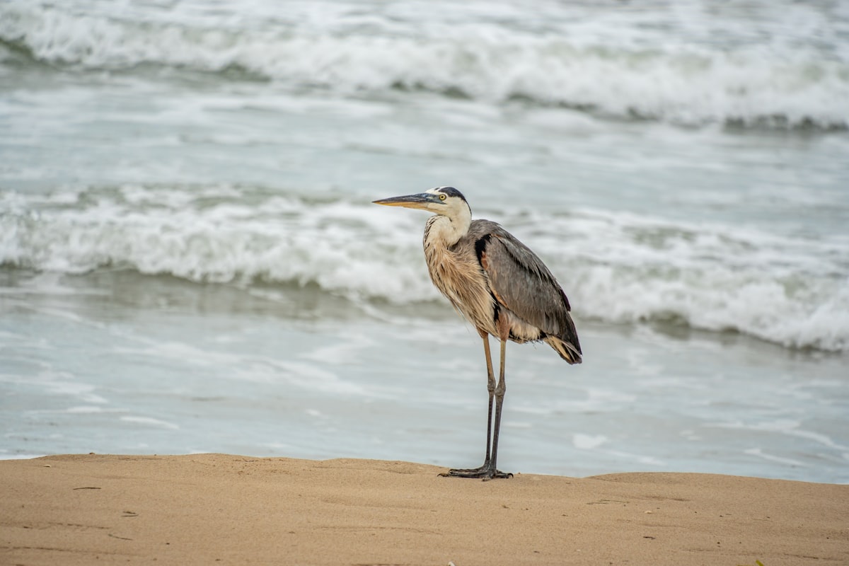 A heron stands on a beach by the ocean.