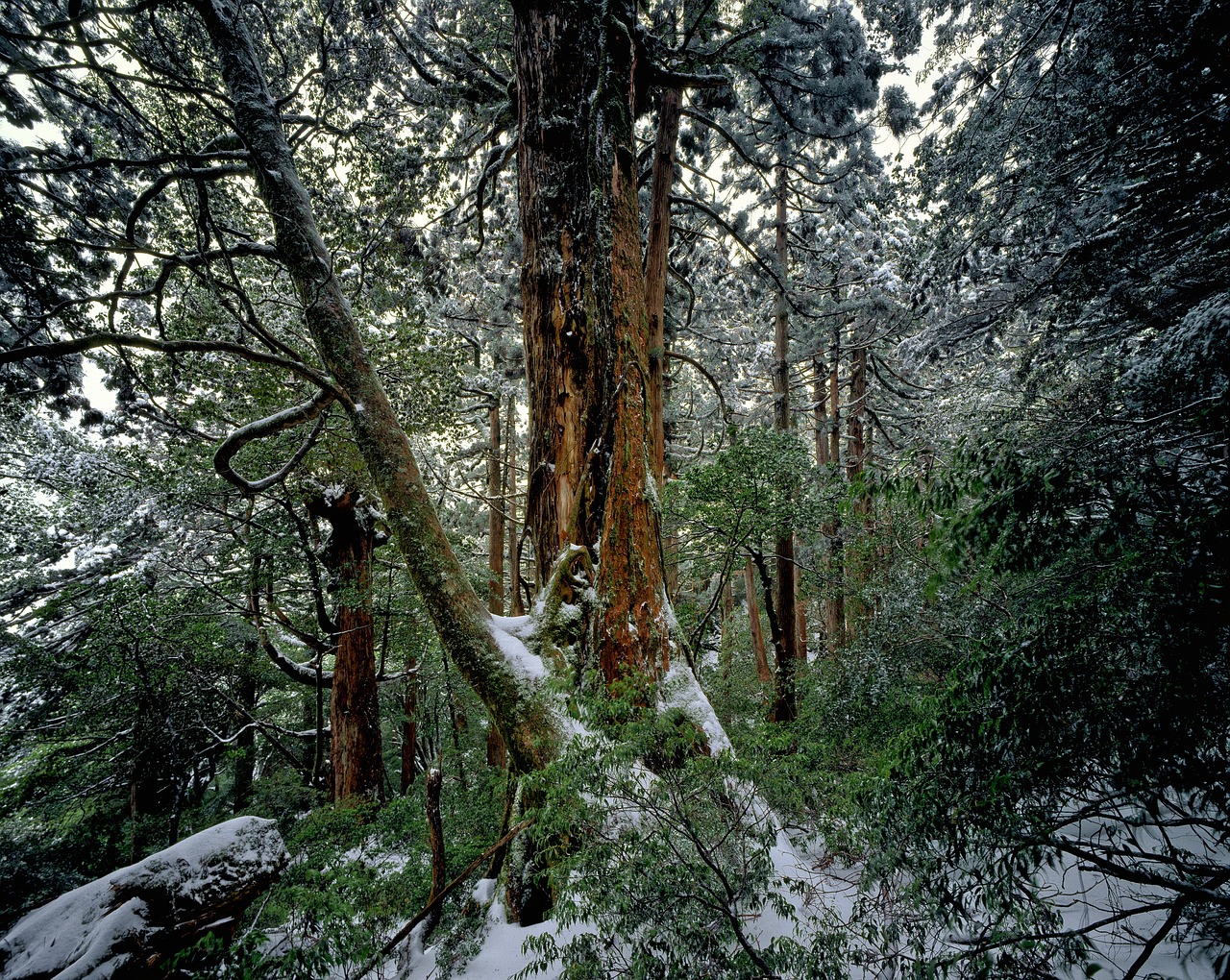 cedar forest, nature, winter, snow, yakushima, world heritage region, japan
