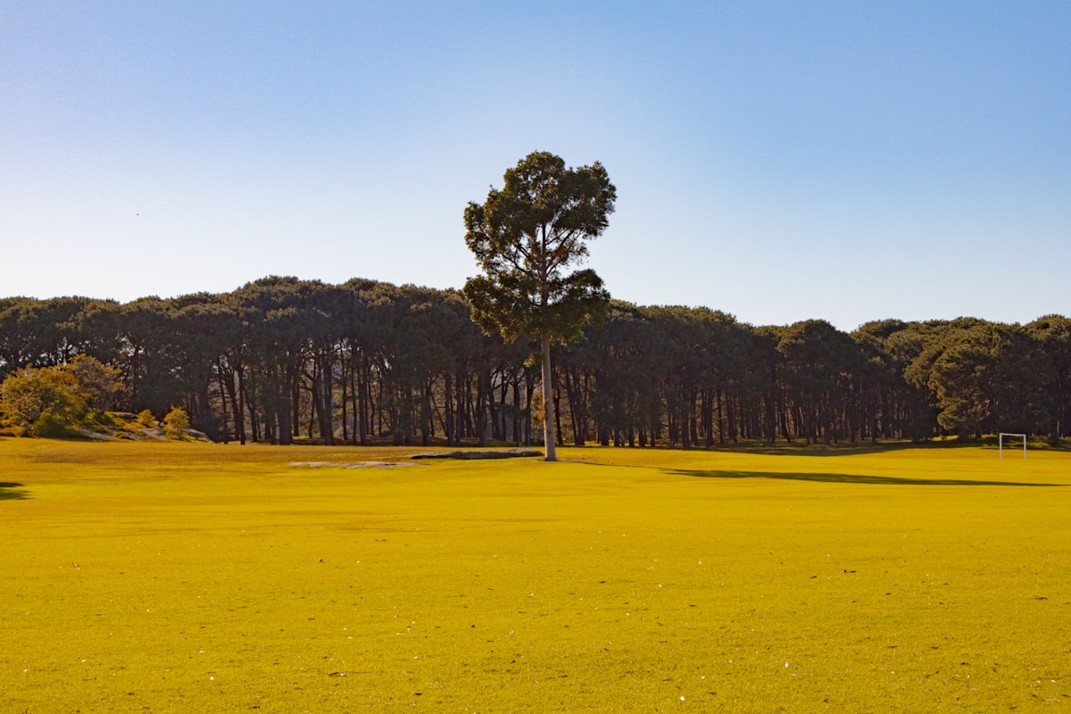 A yellow field with trees in the background