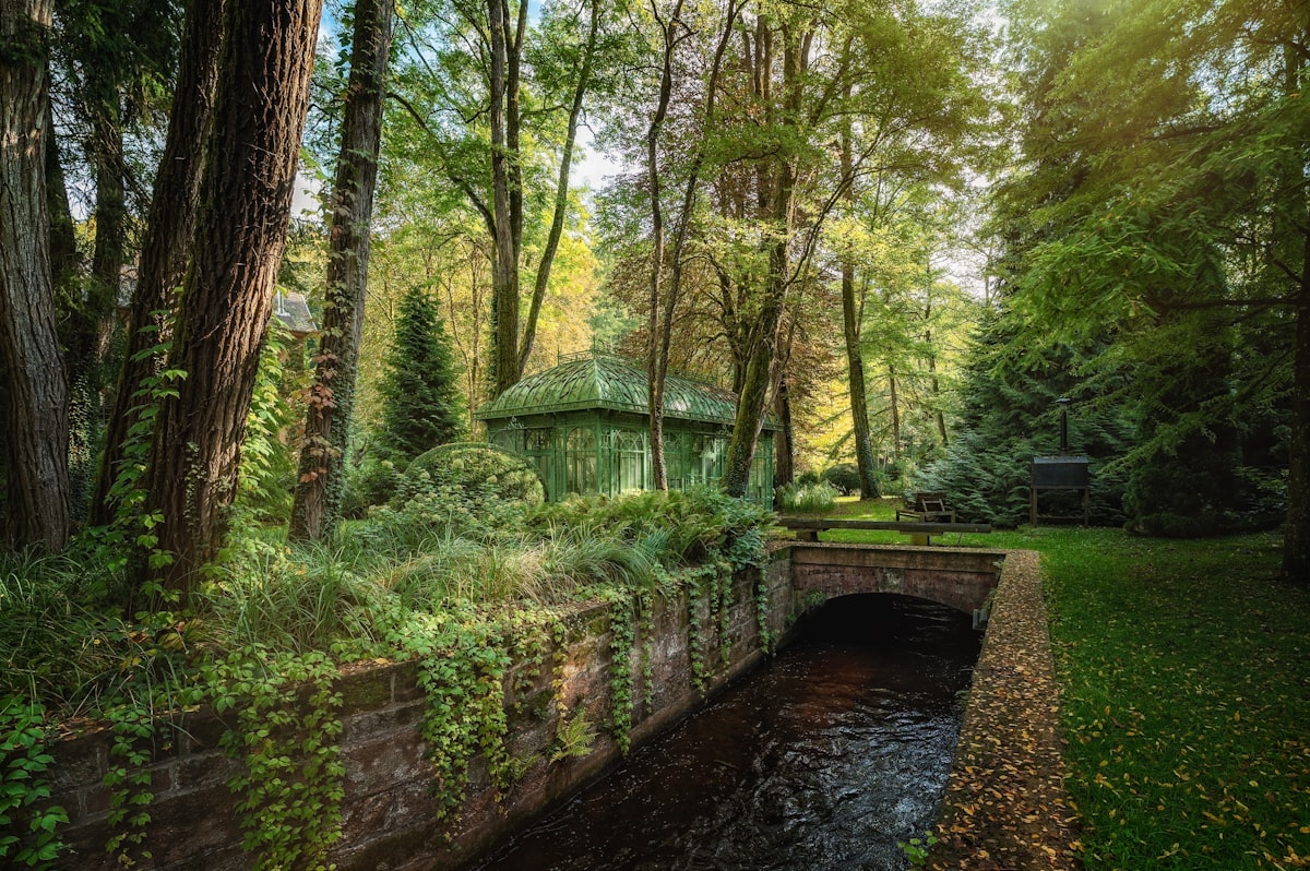 A small stream flows through a lush green forest.