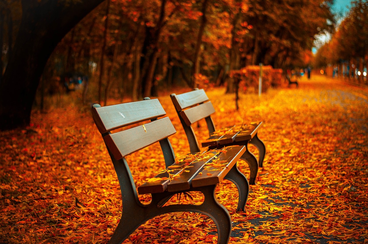 benches, autumn, park, rest, nature, sit, park bench, seats, wood, wooden bench, leaves, foliage, autumn leaves, autumn foliage, autumn season, autumn colors, fall, fall foliage, fallen leaves, fall colors