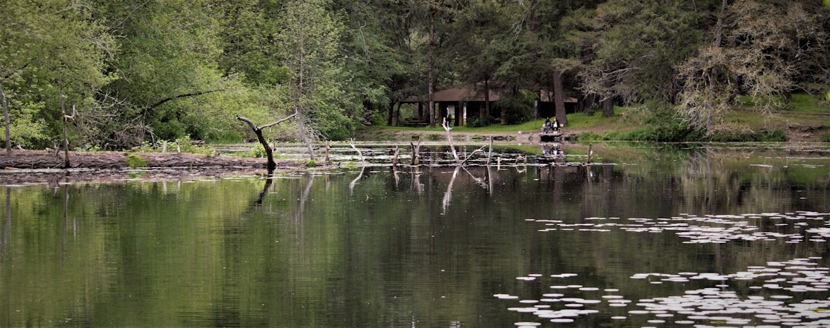 a body of water surrounded by trees and a dock
