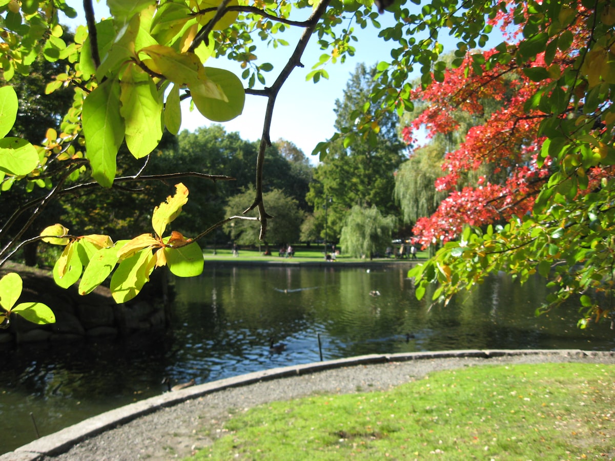 a pond with trees around it