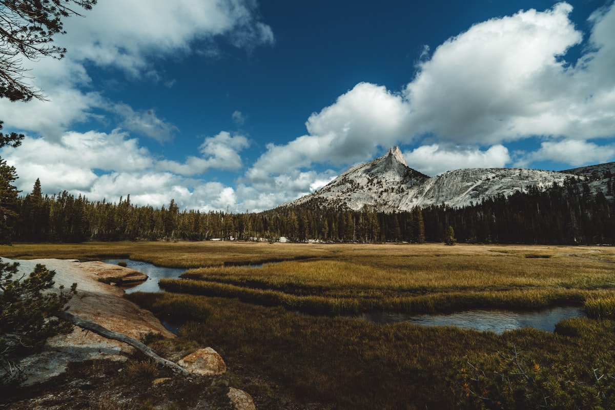 green trees near lake under blue sky during daytime