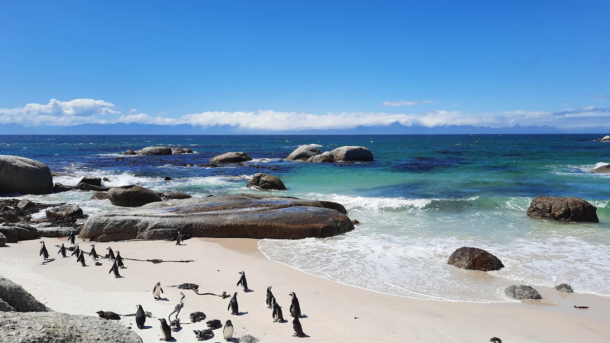 a group of penguins standing on top of a sandy beach