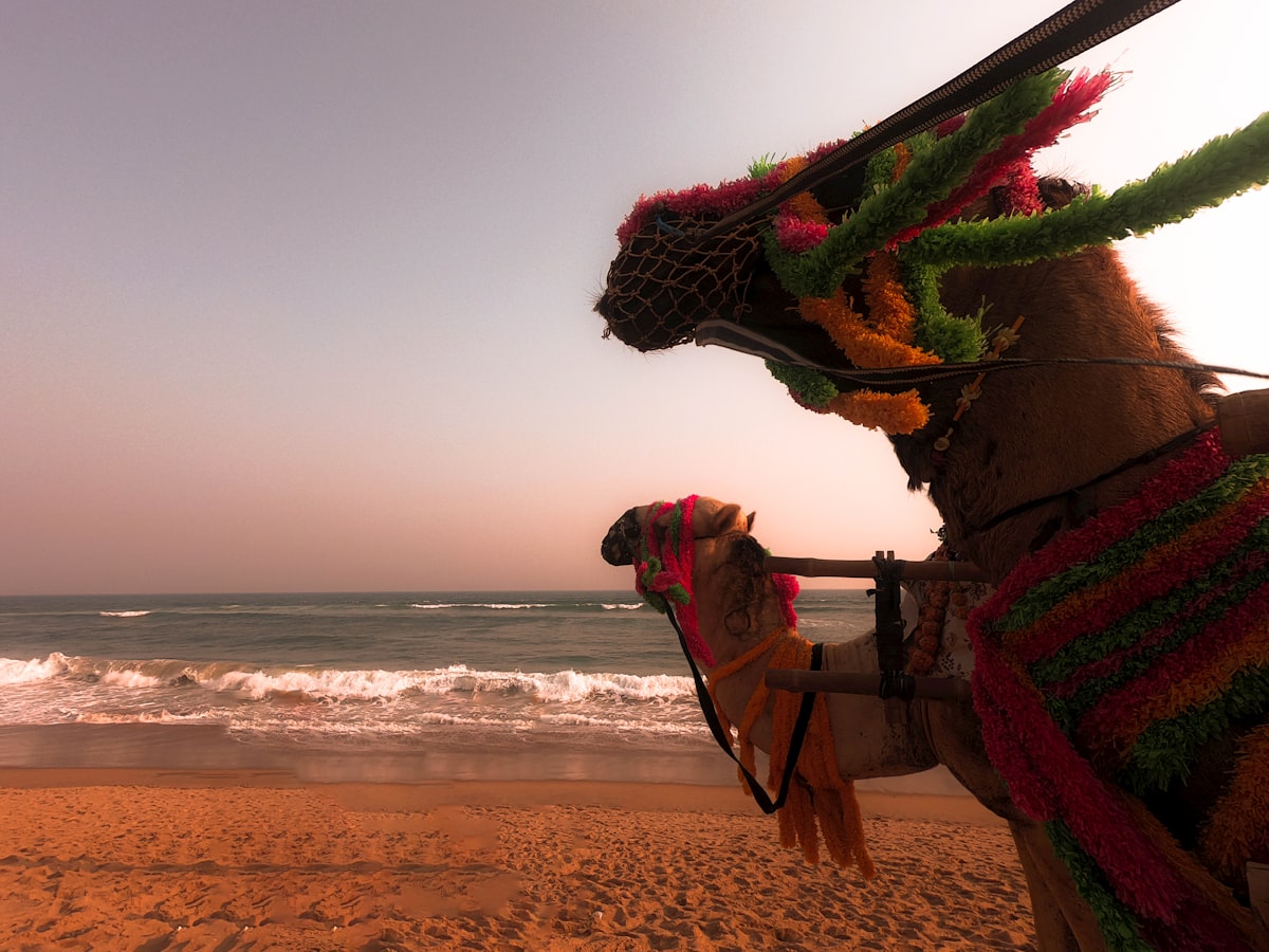 a decorated camel standing on a beach next to the ocean