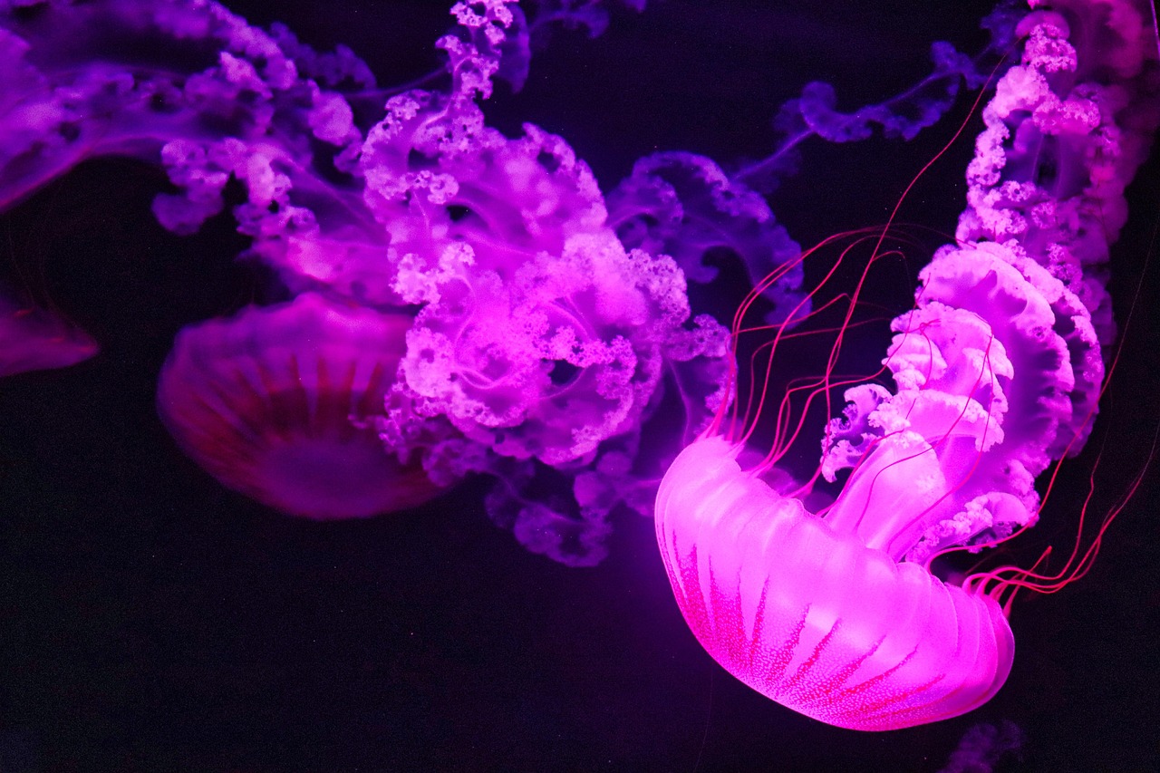 jellyfish, pink, ocean, sea, nature, water, aquarium, zoo, wildlife, fish, underwater, jellyfish, jellyfish, jellyfish, jellyfish, jellyfish, fish