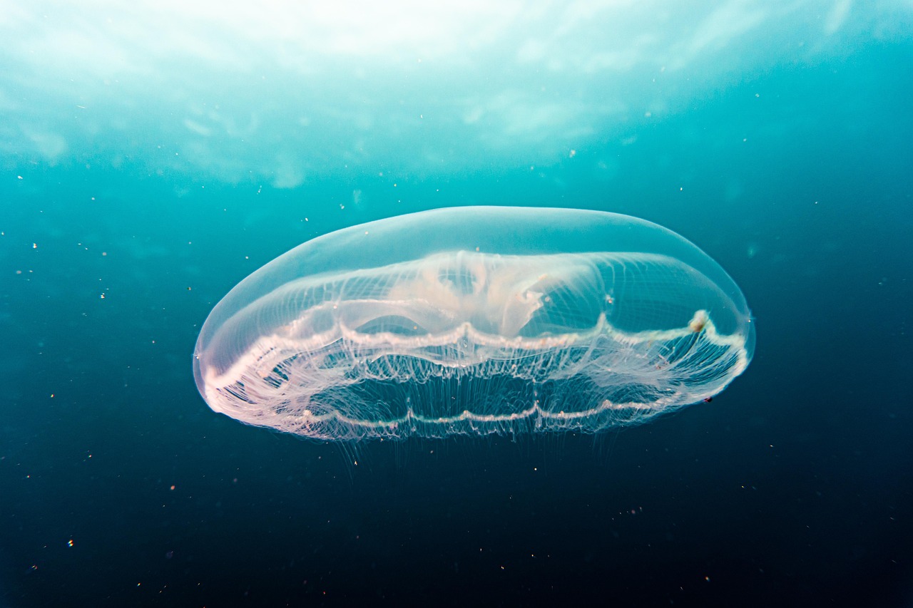 jellyfish, underwater, full hd wallpaper, desktop backgrounds, sea life, free background, nature, wallpaper hd, beautiful wallpaper, hd wallpaper, mac wallpaper, wallpaper 4k, free wallpaper, cool backgrounds, ocean, sea, nature wallpaper, marine life, beautiful nature, laptop wallpaper, nature background, 4k wallpaper, windows wallpaper, 4k wallpaper 1920x1080, wallpaper