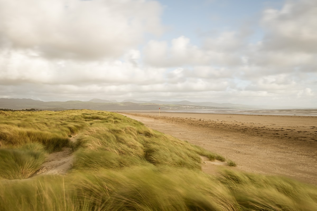 a sandy beach with grass blowing in the wind