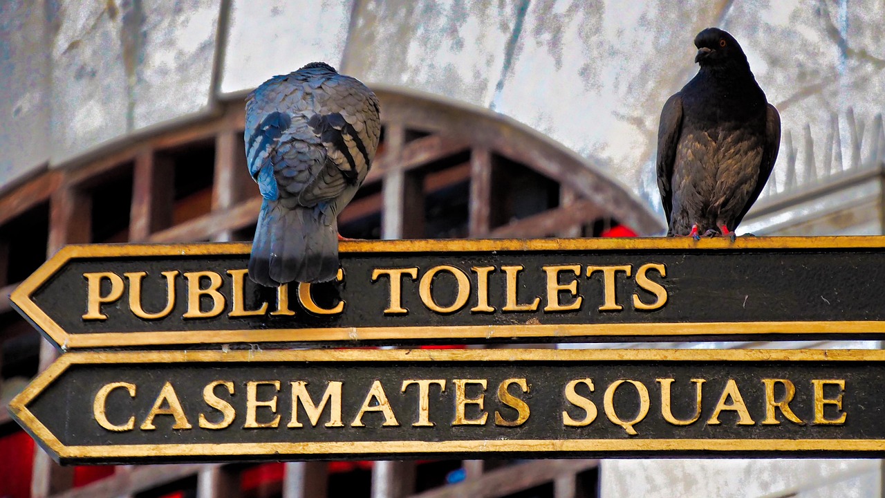 wildlife, architecture, gibraltar, pigeons
