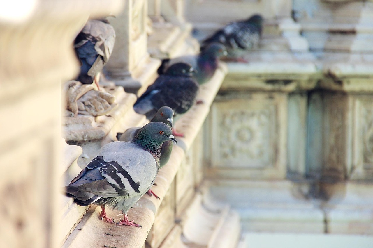 pigeon, fountain, italy, piazza, siena, pigeon, pigeon, pigeon, pigeon, pigeon, fountain, italy, siena, siena, siena, siena, siena