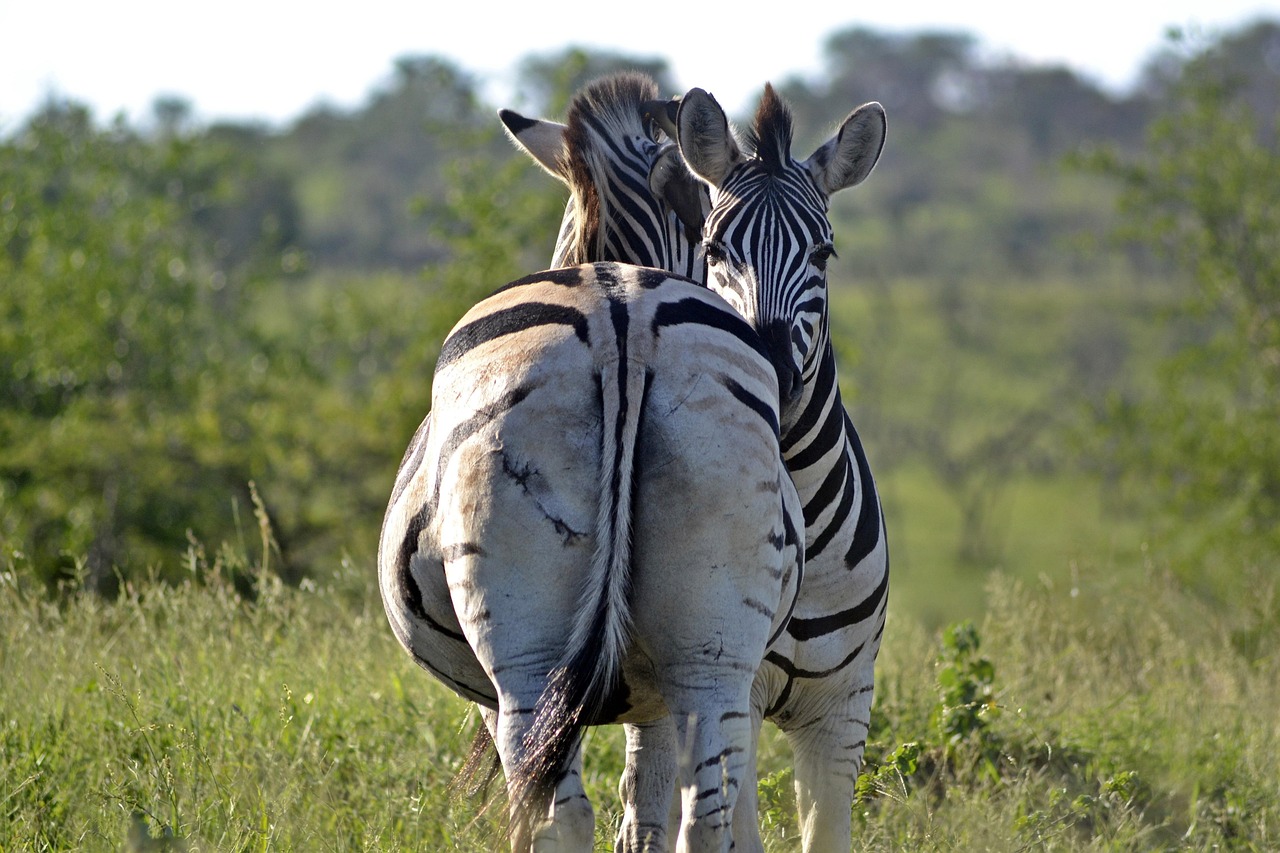 zebra, umfolozi game reserve, south african wildlife