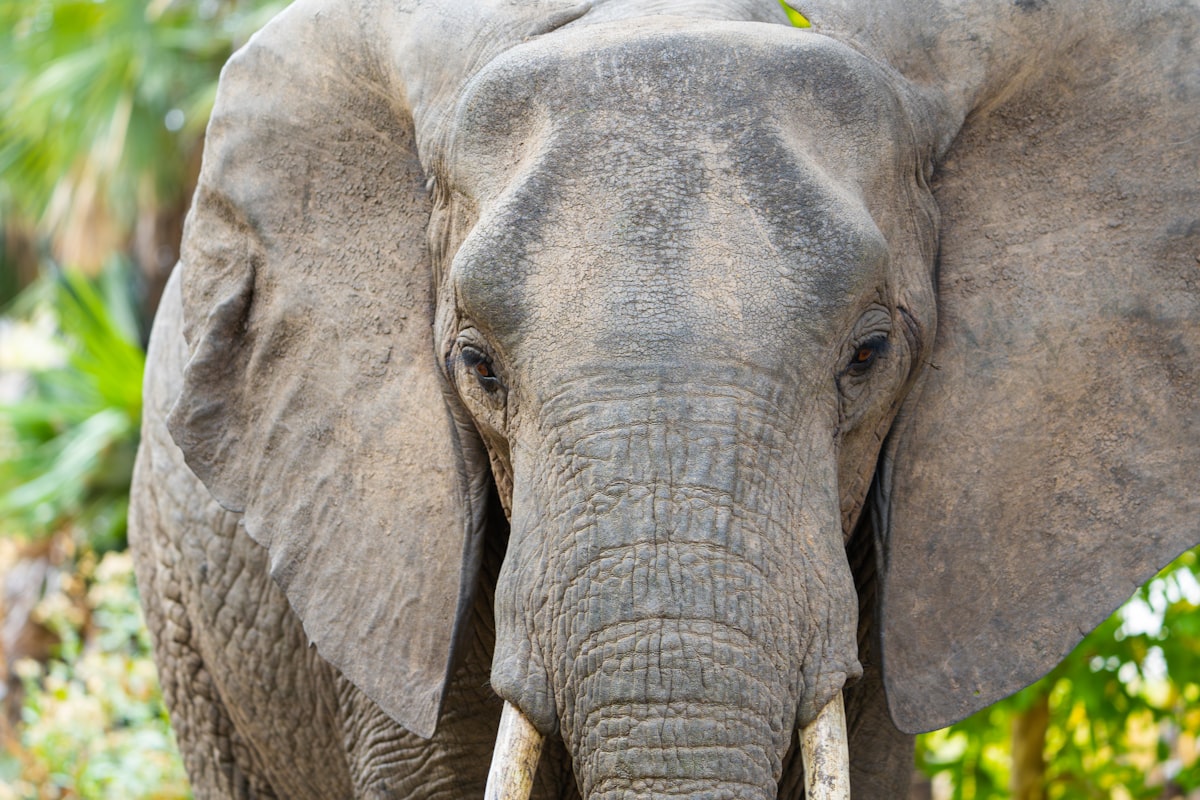 a close up of an elephant with trees in the background