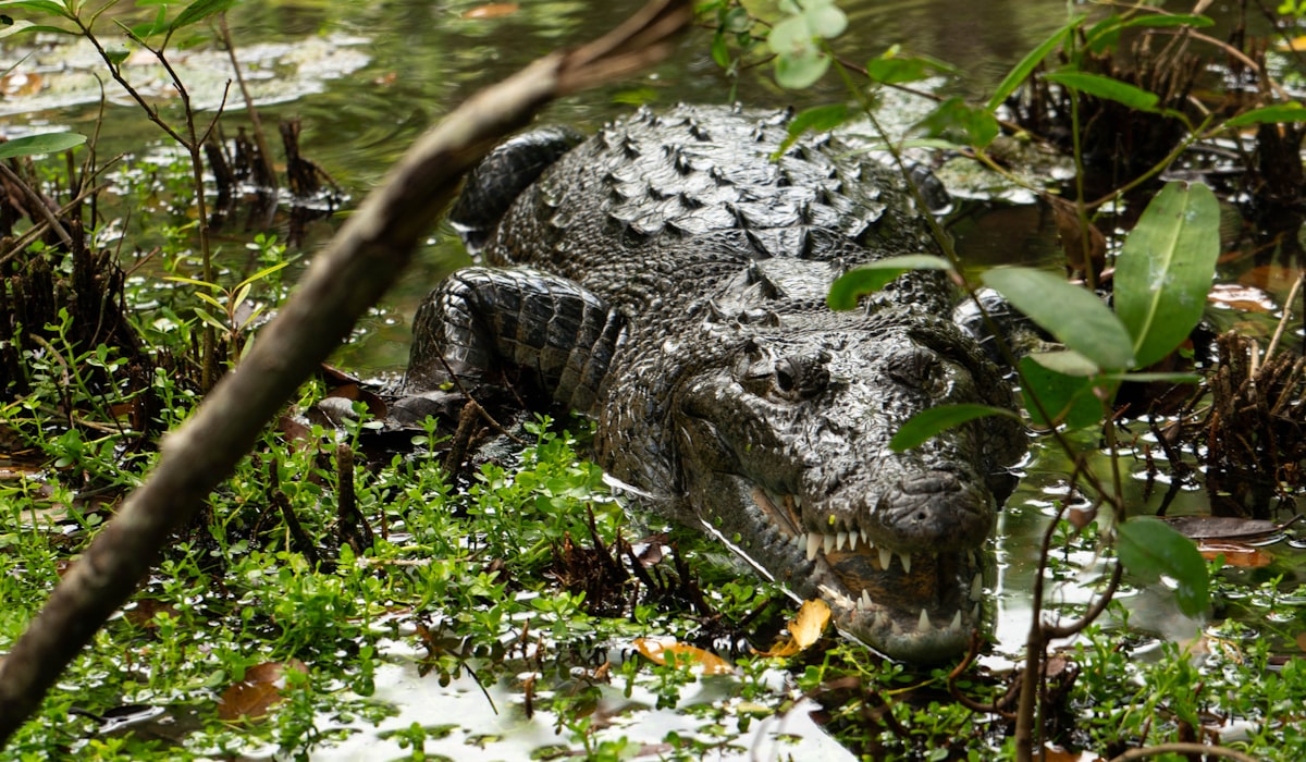 a large alligator laying in the grass next to a body of water