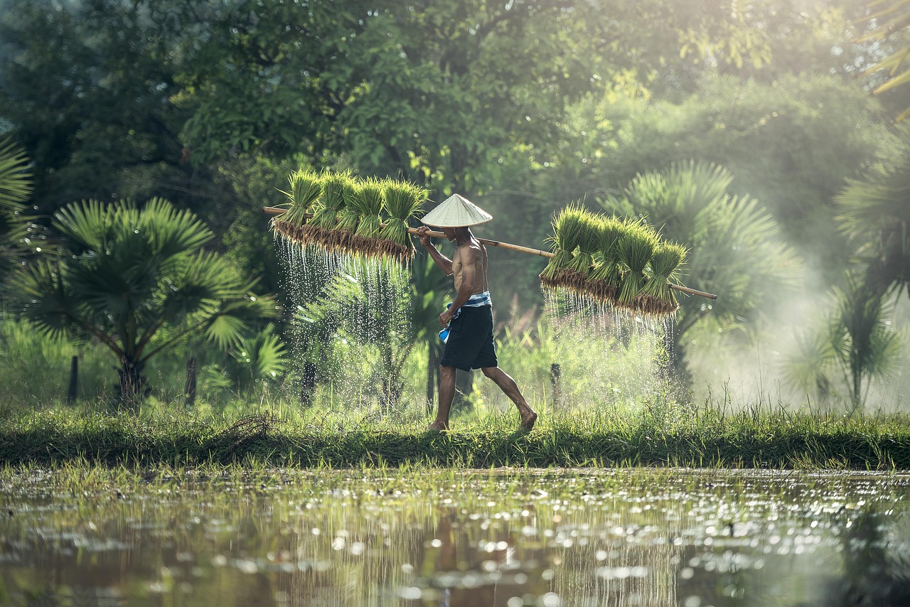 farmer, harvest, agriculture, rice, harvesting, asia, rice plantation, rice paddies, rice farm, plantation, asian man, asian farmer, cultivating, farmland, nature, countryside, traditional, farmer, farmer, farmer, farmer, farmer, agriculture, rice