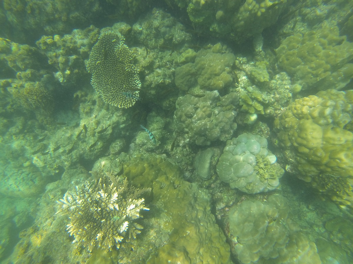 a group of corals that are under water