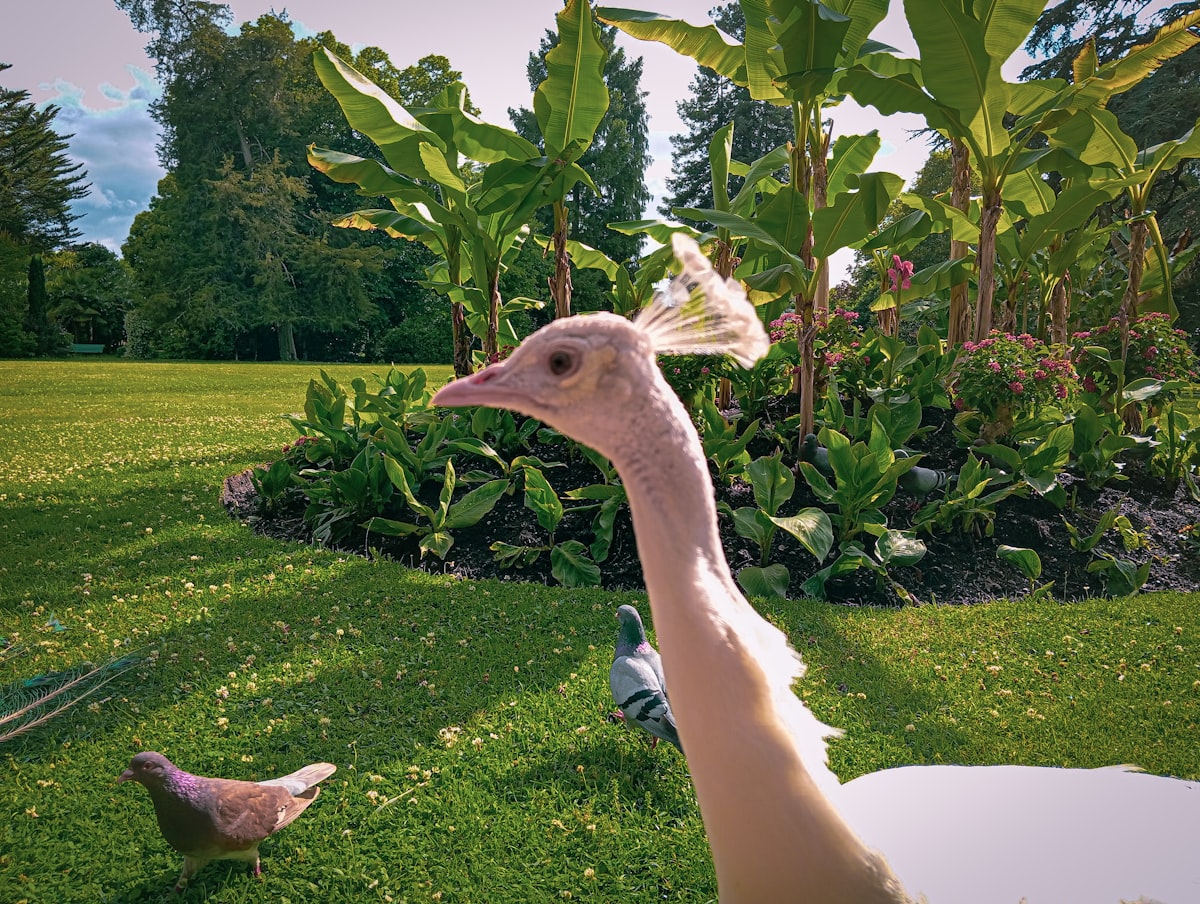 A bird standing on top of a lush green field