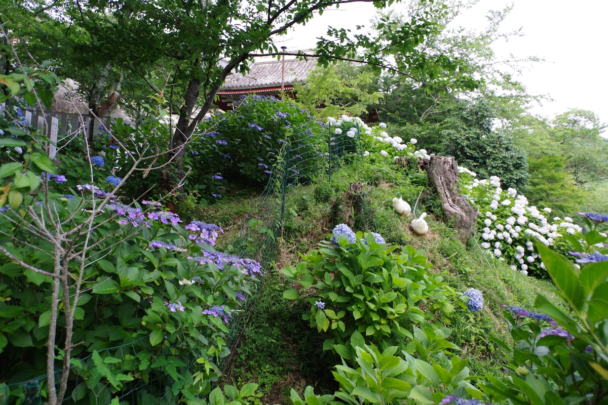A hillside covered in lots of flowers and trees